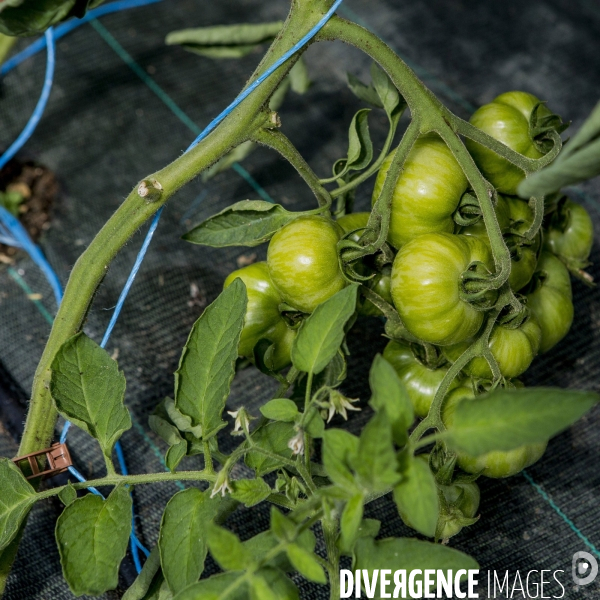 Nouveaux Paysans Bio #2 BioMan & ses Legumes