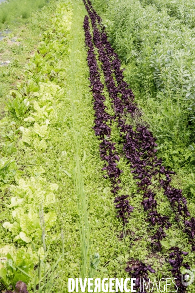 Nouveaux Paysans Bio #2 BioMan & ses Legumes