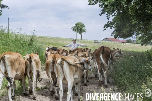 Nouveaux Paysans #3 Le Lait Bio des Vaches sur le Rotaflo