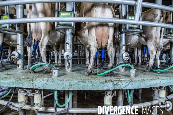 Nouveaux Paysans #3 Le Lait Bio des Vaches sur le Rotaflo