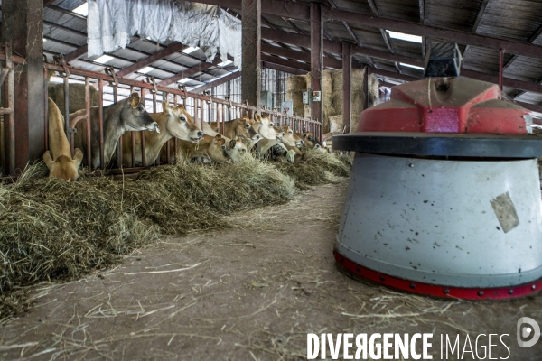 Nouveaux Paysans #3 Le Lait Bio des Vaches sur le Rotaflo