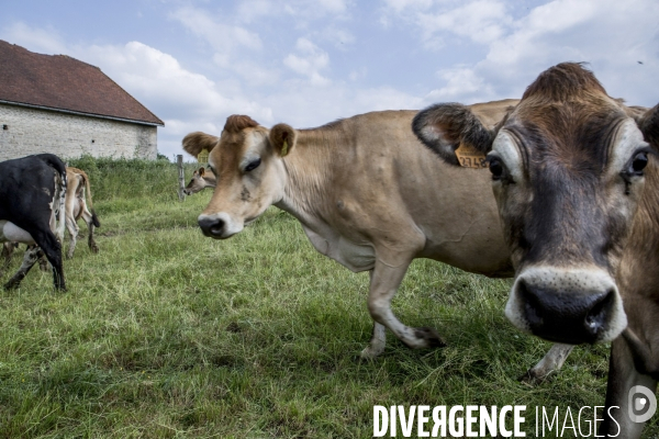 Nouveaux Paysans #4-Que des Filles ! Insemination artificielle de vaches laitieres Bio