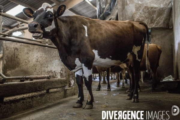 Nouveaux Paysans #4-Que des Filles ! Insemination artificielle de vaches laitieres Bio