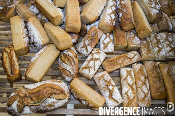Nouveaux Paysans Bio #5 Meunier-Boulanger