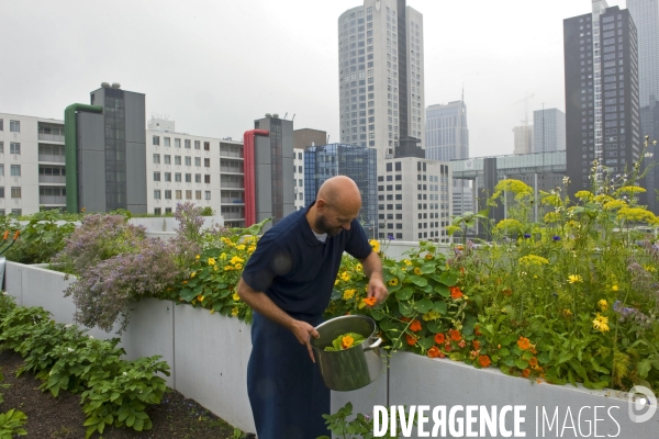 Rotterdam. Agriculture et revitalisation urbaines.Le Dak restaurant au 7 étage d unl immeuble, sert des plats dont une partie des ingredients vient de la production du toit.Roger un des cuisiniers ramasse salade, fleurs comestibles et plantes aromatiques