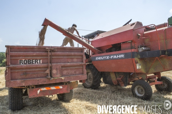 Nouveaux Paysans #6- Moisson de Bles anciens