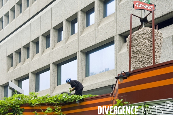 Rotterdam.Un potager sur le toit d un restaurant de Kebab