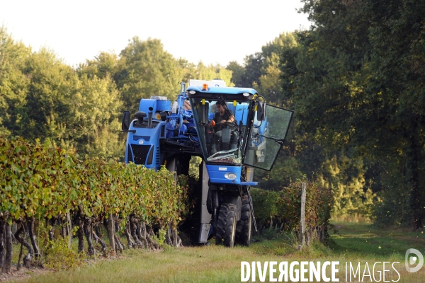 Vendanges, récolte du raisin par une vendangeuse automotrice dans un vignoble du Loir et Cher, appelation Cheverny