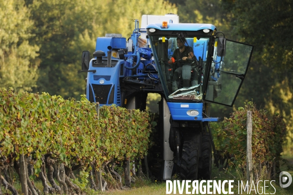 Vendanges, récolte du raisin par une vendangeuse automotrice dans un vignoble du Loir et Cher, appelation Cheverny