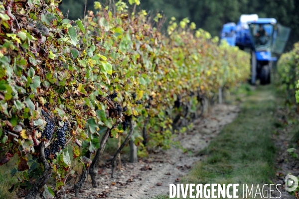 Vendanges, récolte du raisin par une vendangeuse automotrice dans un vignoble du Loir et Cher, appelation Cheverny