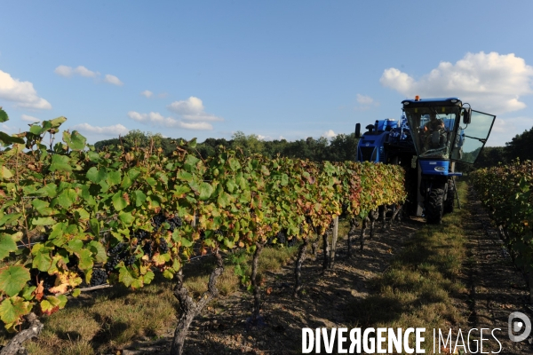 Vendanges, récolte du raisin par une vendangeuse automotrice dans un vignoble du Loir et Cher, appelation Cheverny