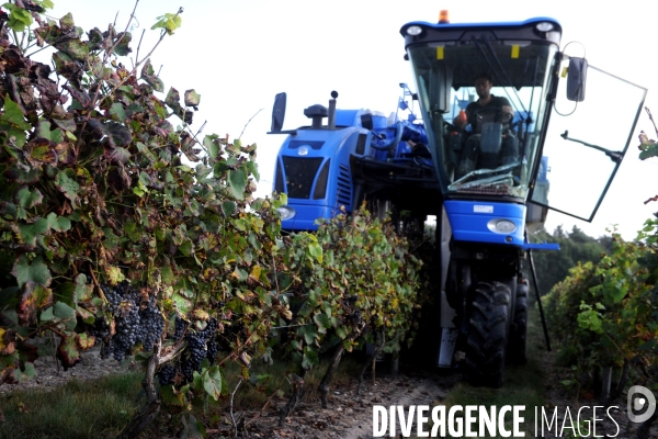 Vendanges, récolte du raisin par une vendangeuse automotrice dans un vignoble du Loir et Cher, appelation Cheverny