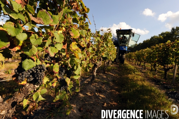 Vendanges, récolte du raisin par une vendangeuse automotrice dans un vignoble du Loir et Cher, appelation Cheverny