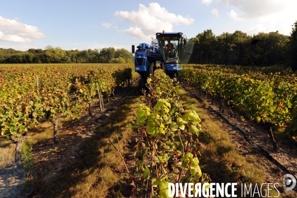 Vendanges, récolte du raisin par une vendangeuse automotrice dans un vignoble du Loir et Cher, appelation Cheverny