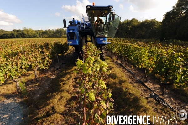 Vendanges, récolte du raisin par une vendangeuse automotrice dans un vignoble du Loir et Cher, appelation Cheverny