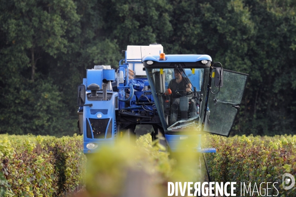 Vendanges, récolte du raisin par une vendangeuse automotrice dans un vignoble du Loir et Cher, appelation Cheverny