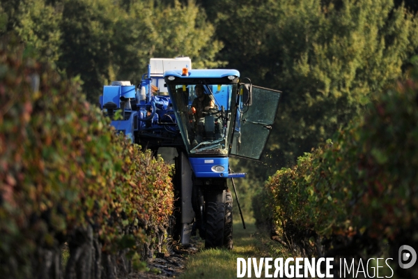 Vendanges, récolte du raisin par une vendangeuse automotrice dans un vignoble du Loir et Cher, appelation Cheverny