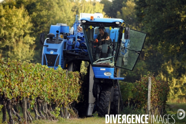 Vendanges, récolte du raisin par une vendangeuse automotrice dans un vignoble du Loir et Cher, appelation Cheverny