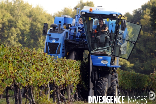 Vendanges, récolte du raisin par une vendangeuse automotrice dans un vignoble du Loir et Cher, appelation Cheverny