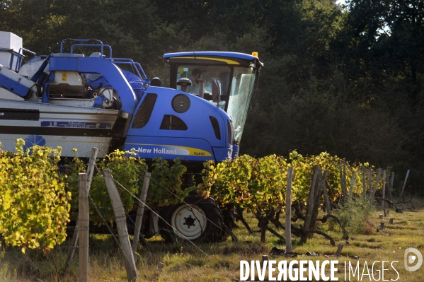 Vendanges, récolte du raisin par une vendangeuse automotrice dans un vignoble du Loir et Cher, appelation Cheverny