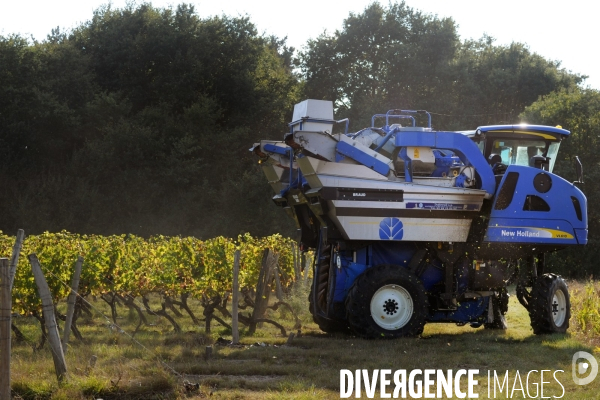 Vendanges, récolte du raisin par une vendangeuse automotrice dans un vignoble du Loir et Cher, appelation Cheverny