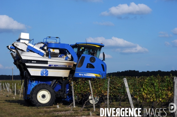Vendanges, récolte du raisin par une vendangeuse automotrice dans un vignoble du Loir et Cher, appelation Cheverny
