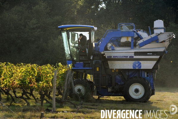 Vendanges, récolte du raisin par une vendangeuse automotrice dans un vignoble du Loir et Cher, appelation Cheverny