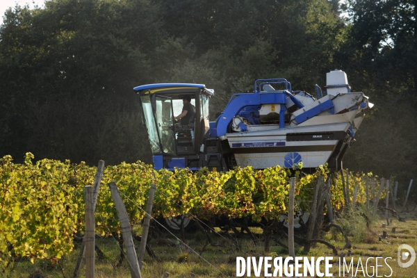 Vendanges, récolte du raisin par une vendangeuse automotrice dans un vignoble du Loir et Cher, appelation Cheverny