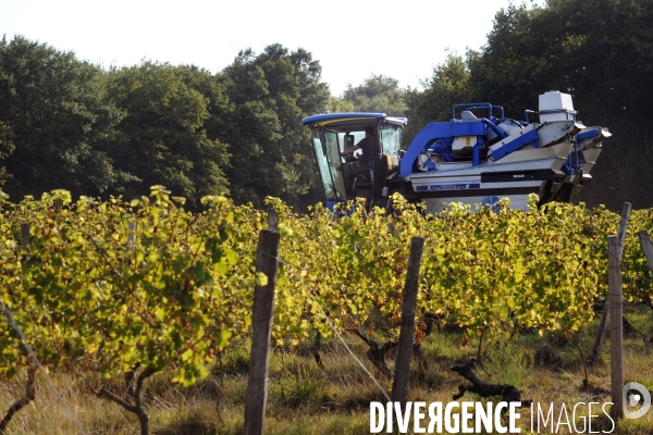 Vendanges, récolte du raisin par une vendangeuse automotrice dans un vignoble du Loir et Cher, appelation Cheverny