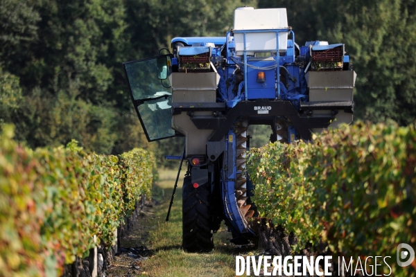 Vendanges, récolte du raisin par une vendangeuse automotrice dans un vignoble du Loir et Cher, appelation Cheverny