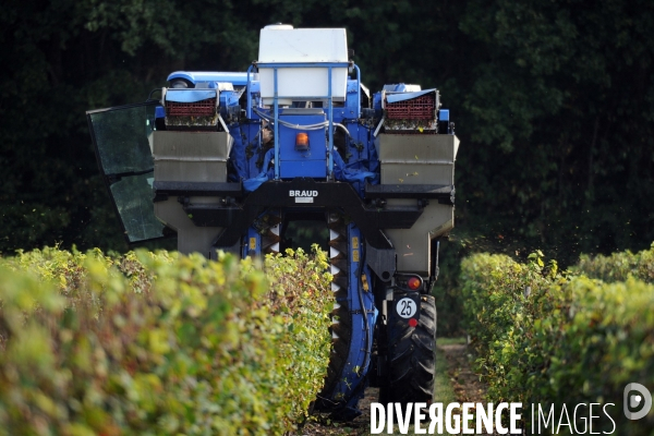 Vendanges, récolte du raisin par une vendangeuse automotrice dans un vignoble du Loir et Cher, appelation Cheverny