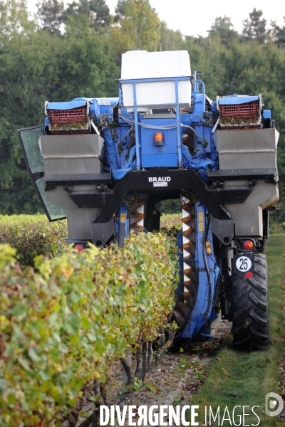 Vendanges, récolte du raisin par une vendangeuse automotrice dans un vignoble du Loir et Cher, appelation Cheverny