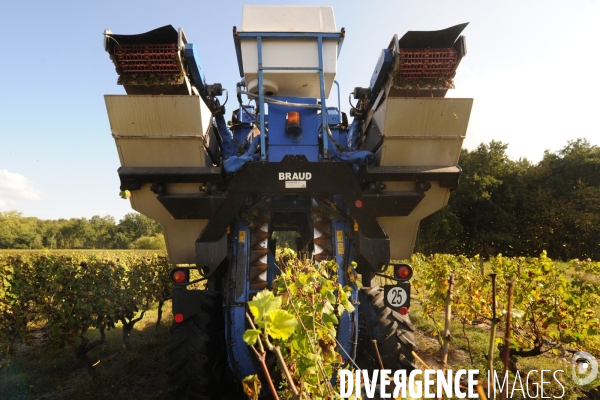 Vendanges, récolte du raisin par une vendangeuse automotrice dans un vignoble du Loir et Cher, appelation Cheverny