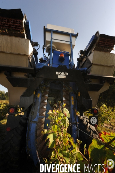 Vendanges, récolte du raisin par une vendangeuse automotrice dans un vignoble du Loir et Cher, appelation Cheverny