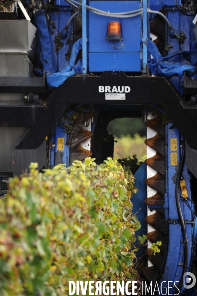 Vendanges, récolte du raisin par une vendangeuse automotrice dans un vignoble du Loir et Cher, appelation Cheverny