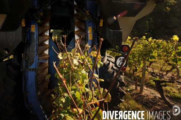 Vendanges, récolte du raisin par une vendangeuse automotrice dans un vignoble du Loir et Cher, appelation Cheverny