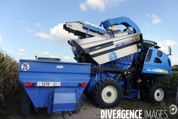 Vendanges, récolte du raisin par une vendangeuse automotrice dans un vignoble du Loir et Cher, appelation Cheverny