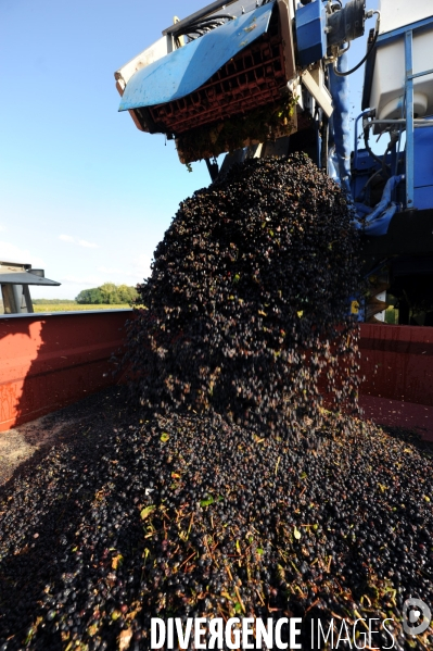Vendanges, récolte du raisin par une vendangeuse automotrice dans un vignoble du Loir et Cher, appelation Cheverny