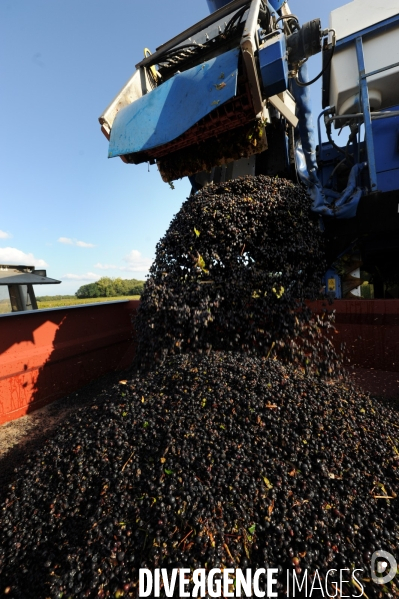 Vendanges, récolte du raisin par une vendangeuse automotrice dans un vignoble du Loir et Cher, appelation Cheverny