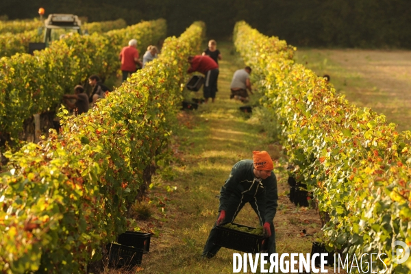 Vendanges, récolte du raisin, cépage chardonnay, dans un vignoble du Loir et Cher, appelation Cheverny