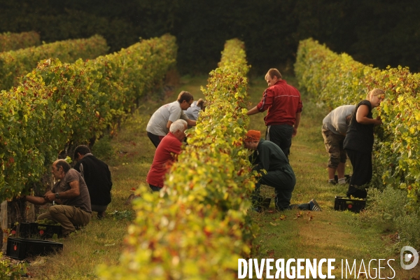 Vendanges, récolte du raisin, cépage chardonnay, dans un vignoble du Loir et Cher, appelation Cheverny