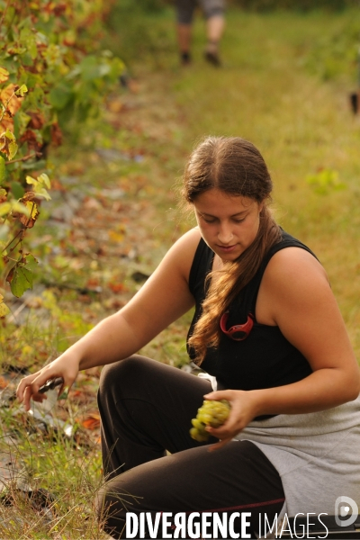 Vendanges, récolte du raisin, cépage chardonnay, dans un vignoble du Loir et Cher, appelation Cheverny
