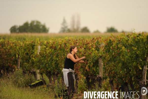 Vendanges, récolte du raisin, cépage chardonnay, dans un vignoble du Loir et Cher, appelation Cheverny