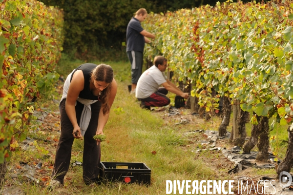 Vendanges, récolte du raisin, cépage chardonnay, dans un vignoble du Loir et Cher, appelation Cheverny