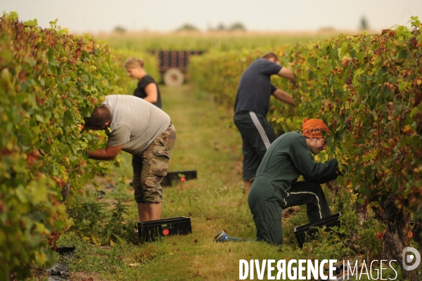 Vendanges, récolte du raisin, cépage chardonnay, dans un vignoble du Loir et Cher, appelation Cheverny