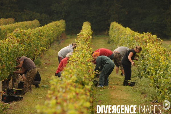 Vendanges, récolte du raisin, cépage chardonnay, dans un vignoble du Loir et Cher, appelation Cheverny