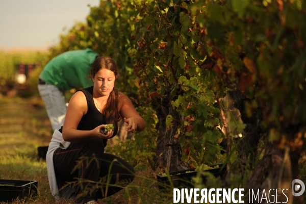 Vendanges, récolte du raisin, cépage chardonnay, dans un vignoble du Loir et Cher, appelation Cheverny