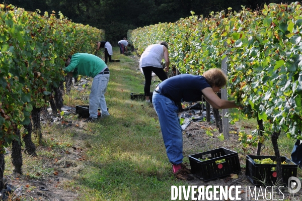 Vendanges, récolte du raisin, cépage chardonnay, dans un vignoble du Loir et Cher, appelation Cheverny