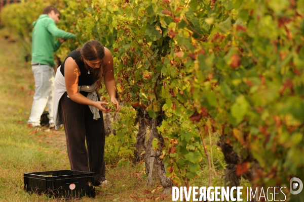 Vendanges, récolte du raisin, cépage chardonnay, dans un vignoble du Loir et Cher, appelation Cheverny