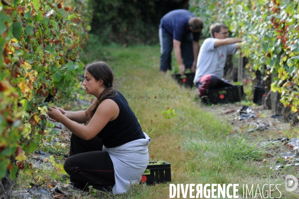 Vendanges, récolte du raisin, cépage chardonnay, dans un vignoble du Loir et Cher, appelation Cheverny